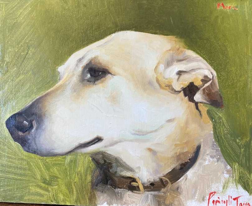 Costanza Fine Art dog portrait