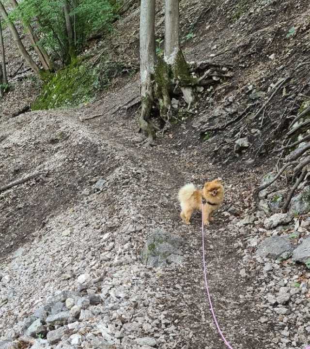 dog-friendly trail in geneva - saleve