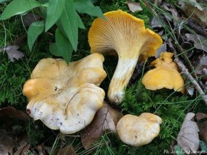 mushroom picking in Geneva 