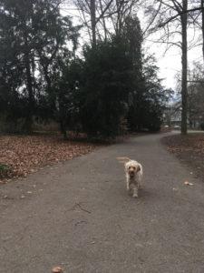 best dog walking spots in Geneva