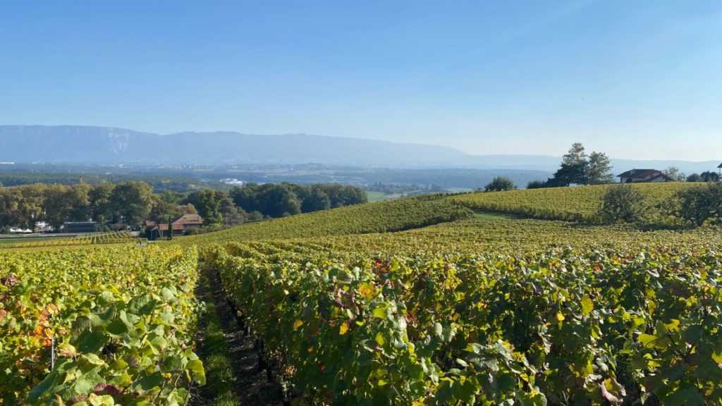 Satigny vineyards Geneva